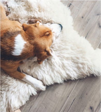 Dog rug | Northwest Flooring Gallery